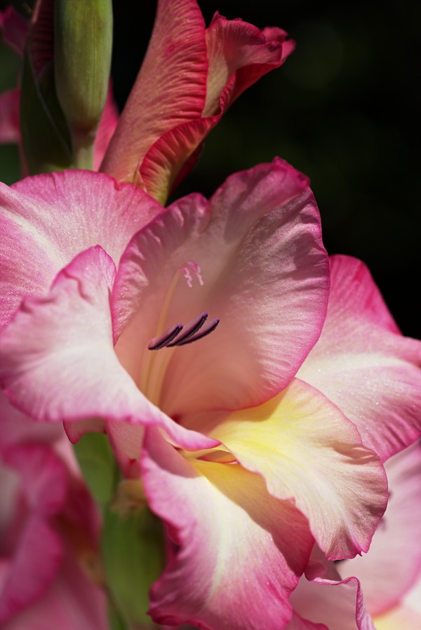 Gladiolus In Pink by Joy Watson